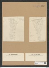 Coscinodiscus biangulatus A. Schm. (de-Toni-Nr.: Genus 202, Species 5035) Zeichnungen Sammlung Grunow Nr. 8762 (NHMW-BOT-W0378354)